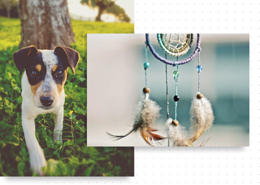 photo of dog and dream catcher