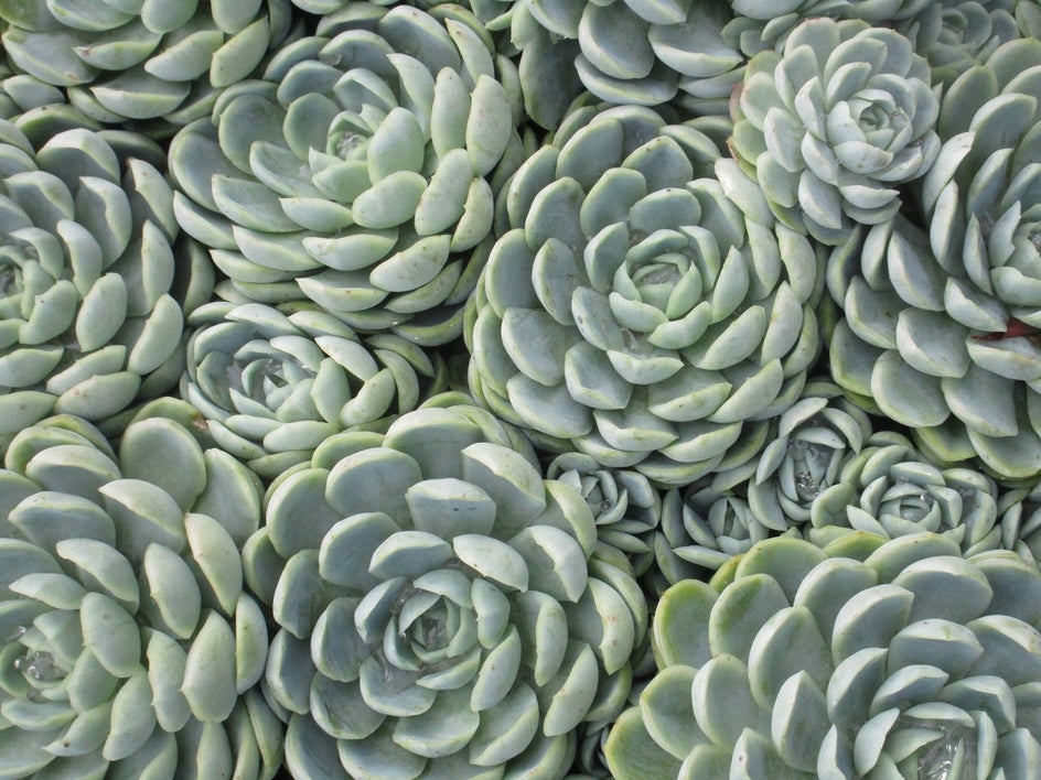 close up of succulents