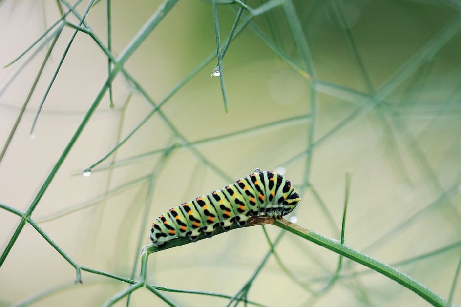 caterpillar