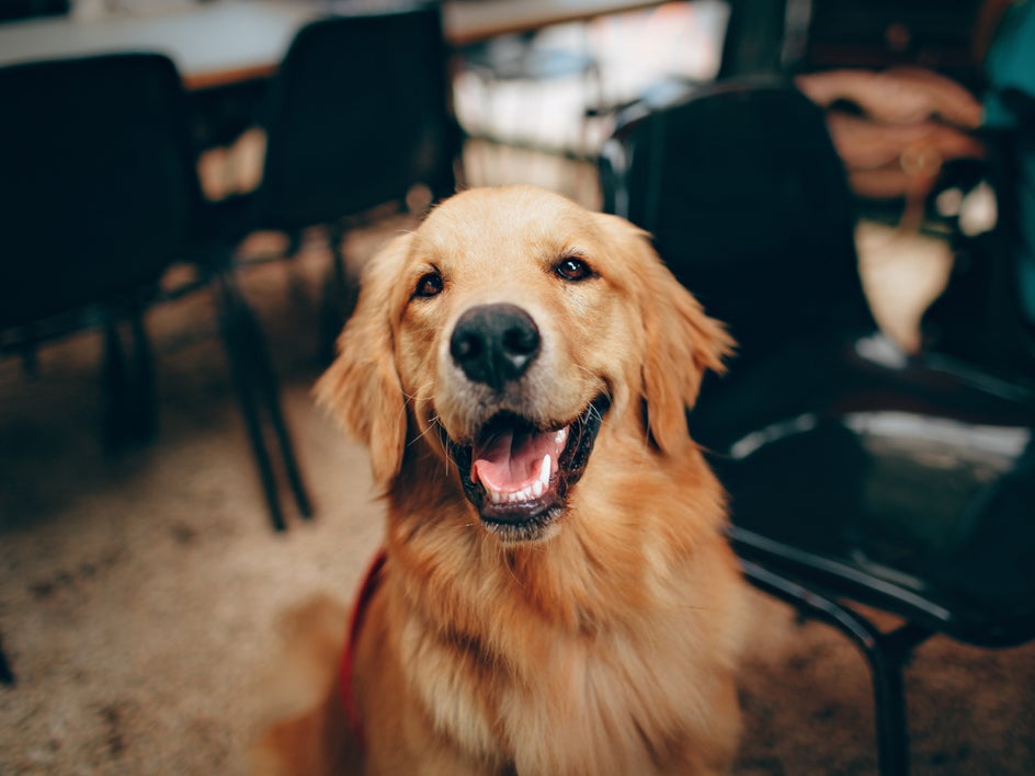 treats for pet photography