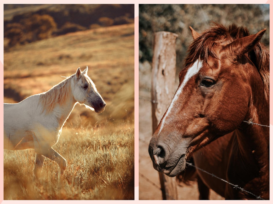 natural light pet photography