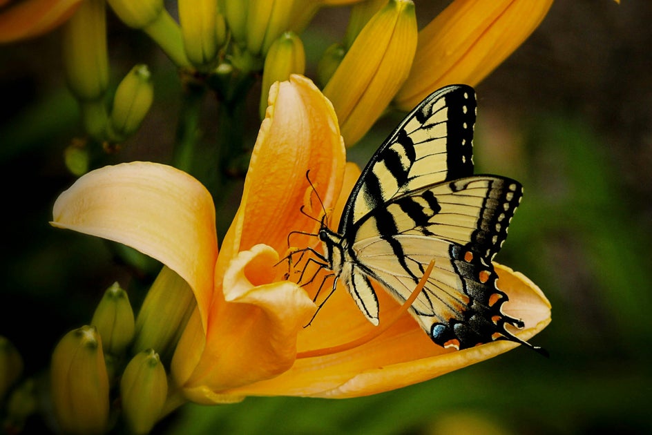 photo of butterfly on flower