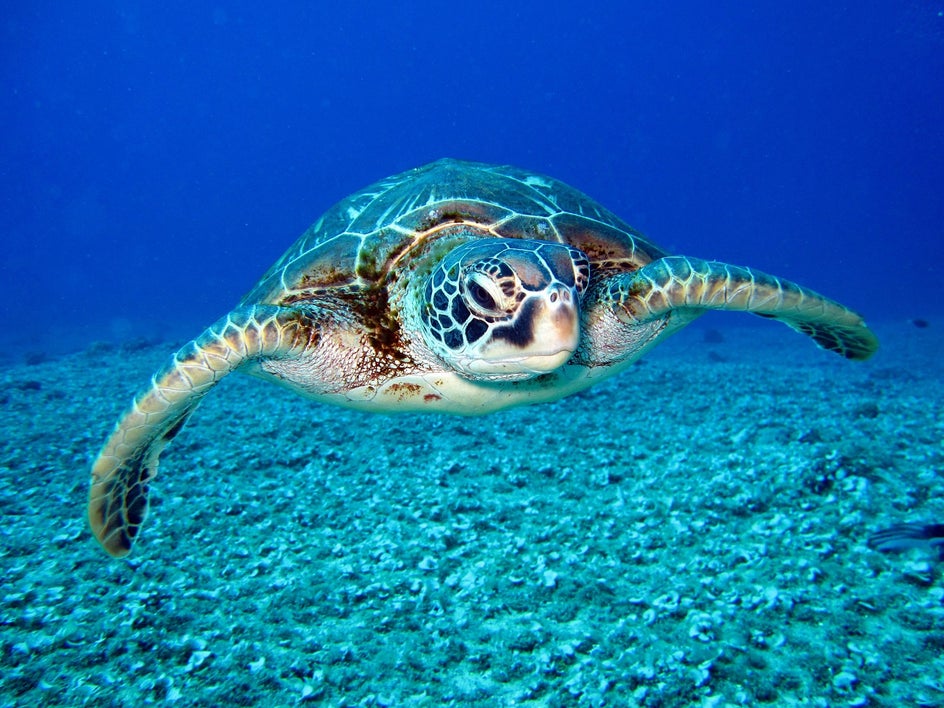 turtle swimming in ocean