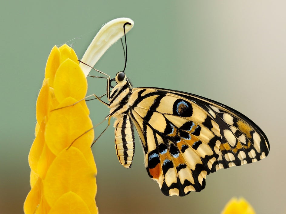 photo of butterfly on flower