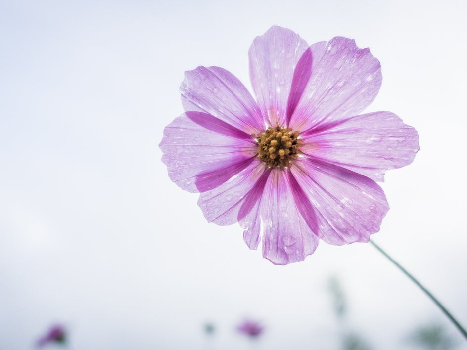 photo of pink flower