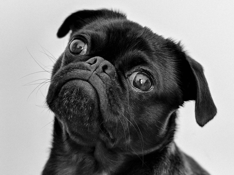 portrait of black pug pet