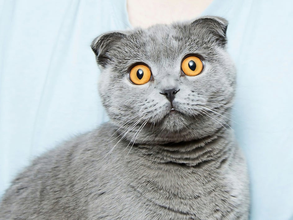 portrait of grey cat