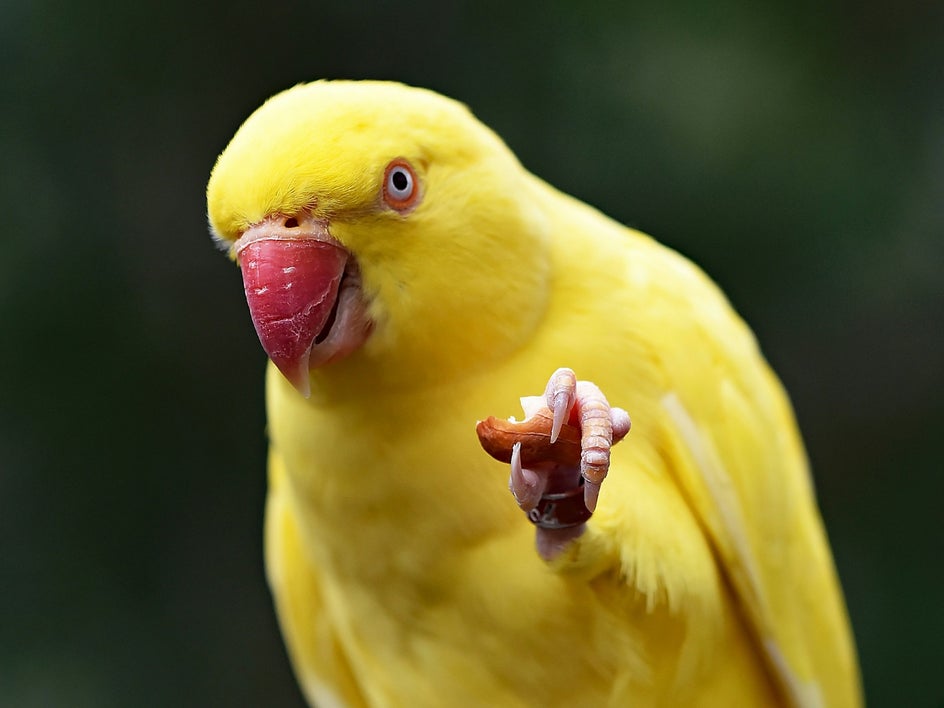 portrait of yellow pet bird