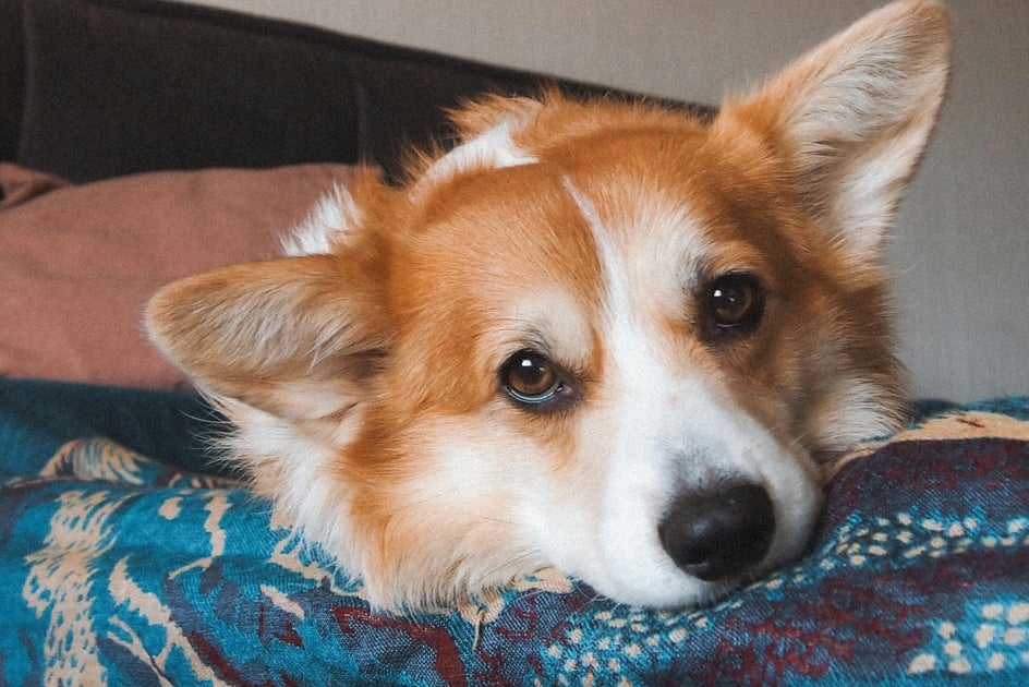 photo of corgi