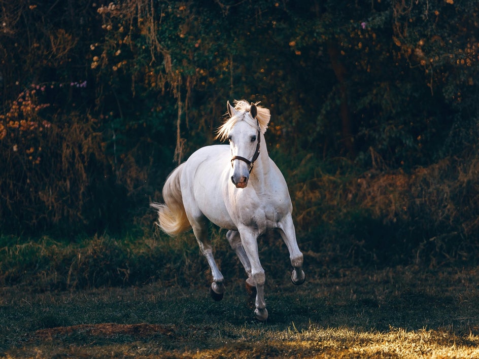 white horse galloping