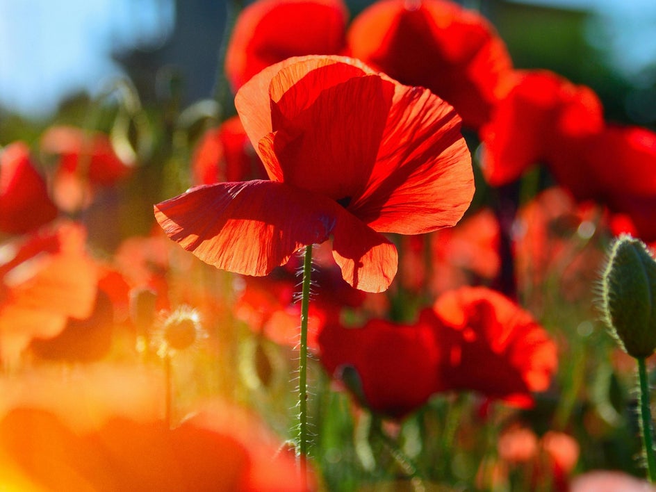 orange and red flowers up close