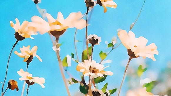 A close-up of white flowers on slender branches set against a bright blue sky, enhanced with a watercolor effect that mimics gentle motion