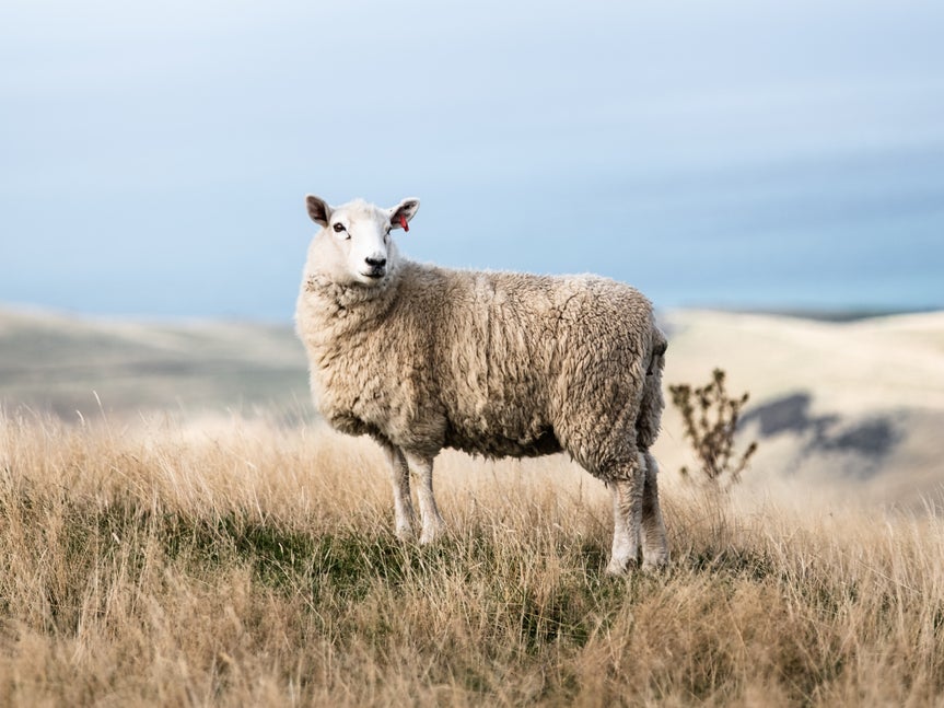 sheep on a hill